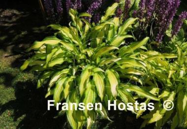 Hosta First Mate