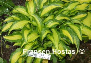 Hosta First Mate