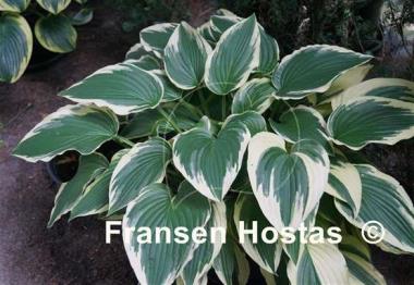 Hosta Fisher's Cream Edge