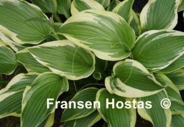 Hosta Fisher's Cream Edge