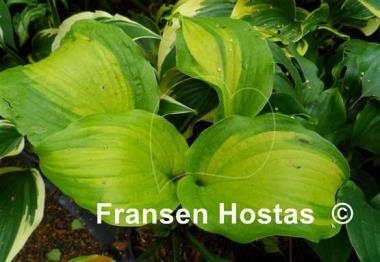 Hosta Five O'Clock Somewhere