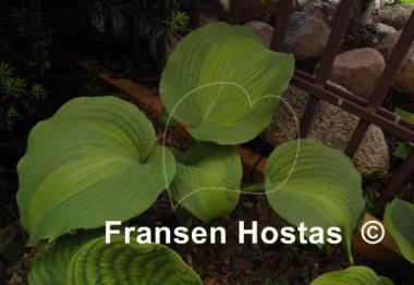 Hosta Five O'Clock Somewhere