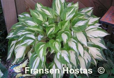 Hosta Flame Stitch