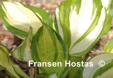 Hosta Flame Stitch