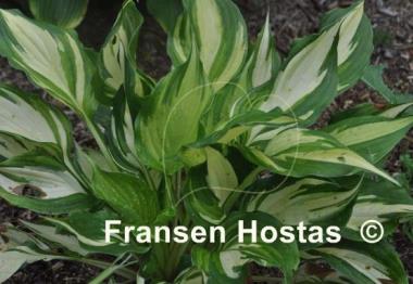 Hosta Flame Stitch