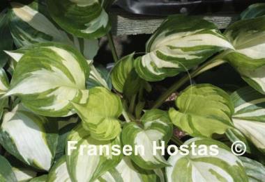 Hosta Flame Stitch