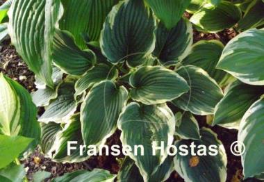 Hosta Flapjack
