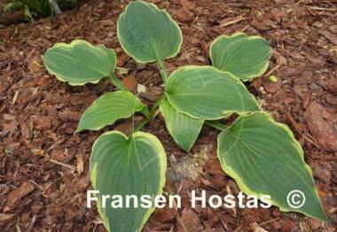 Hosta Flapjack