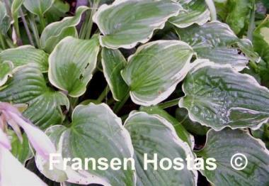 Hosta Flapjack