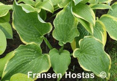 Hosta Flapjack
