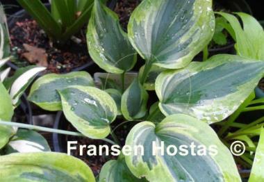 Hosta Flash Forward