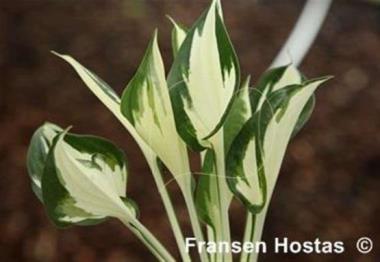 Hosta Flash of Light