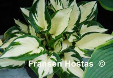 Hosta Flash of Light