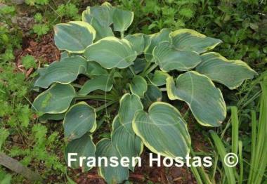 Hosta Flemish Angel