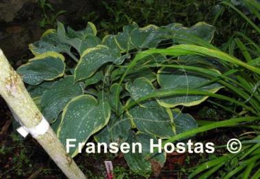 Hosta Flemish Angel