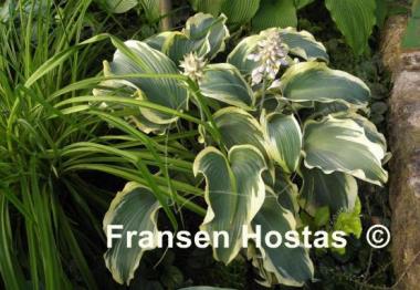 Hosta Flemish Angel