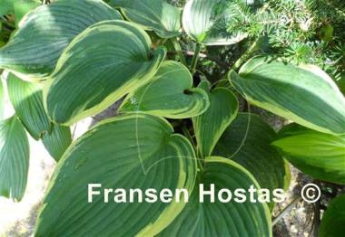 Hosta Flemish Angel