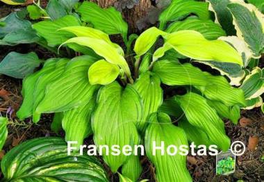 Hosta Flemish Beauty