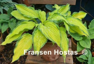 Hosta Flemish Beauty