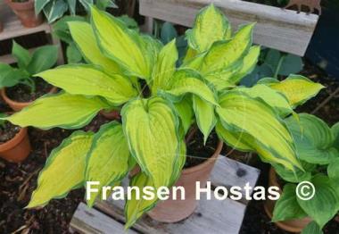 Hosta Flemish Beauty