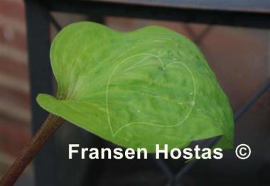 Hosta Flemish Design