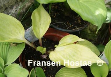 Hosta Flemish Design