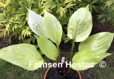 Hosta Flemish Design