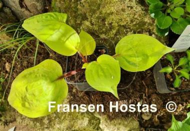 Hosta Flemish Design