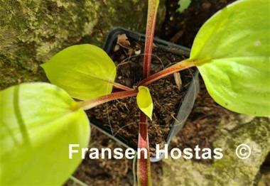 Hosta Flemish Design