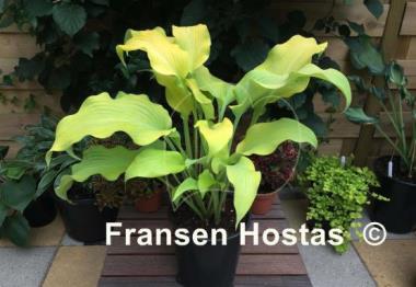 Hosta Flemish Gold