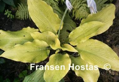 Hosta Flemish Gold