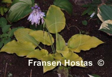 Hosta Flemish Gold