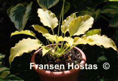 Hosta Flemish Gold