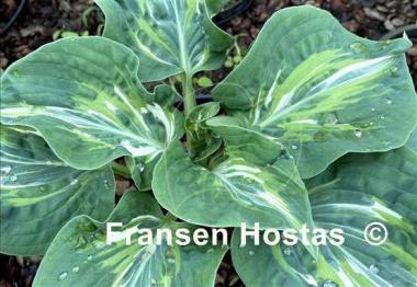 Hosta Flemish Lion