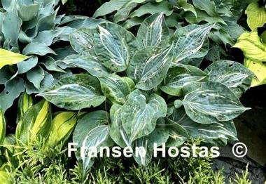 Hosta Flemish Lion