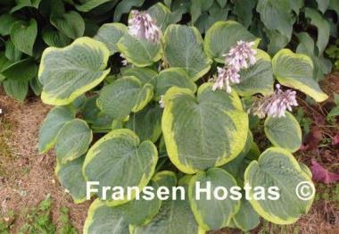Hosta Flemish Master