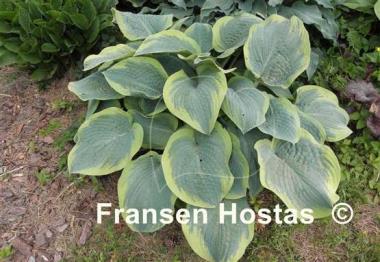 Hosta Flemish Master