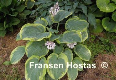 Hosta Flemish Master