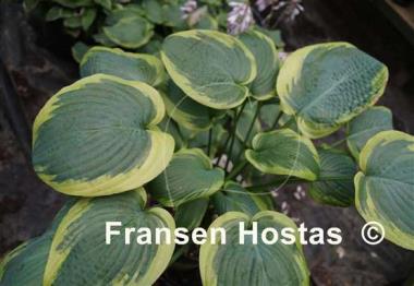 Hosta Flemish Master