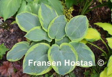 Hosta Flemish Master