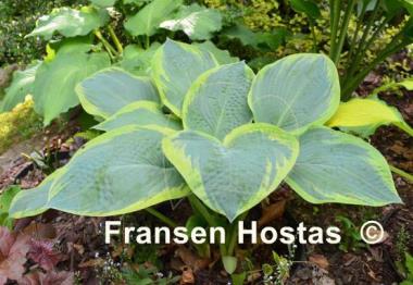 Hosta Flemish Master