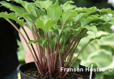 Hosta Flemish Melody
