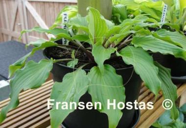 Hosta Flemish Melody