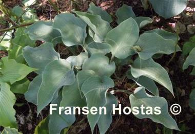Hosta Flemish Sky