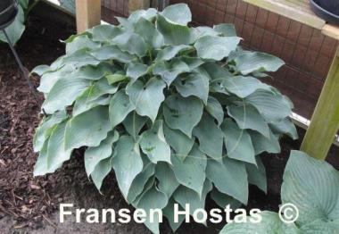 Hosta Flemish Sky