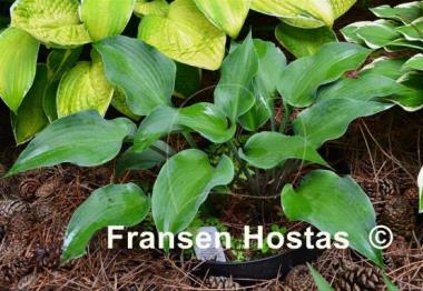 Hosta Flemish Steel