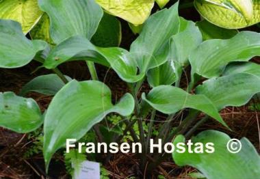 Hosta Flemish Steel