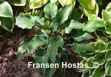 Hosta Flemish Steel
