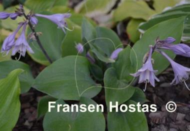 Hosta Flemish Steel