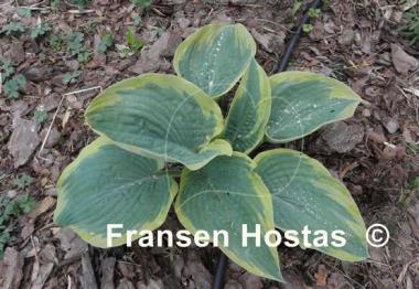 Hosta Flemish Tradition